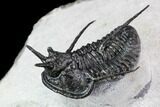 Devil Horned Cyphaspis Walteri Trilobite #108686-3